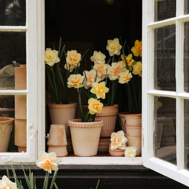 Blumentopf Emilia Rosa - Bergs Potter