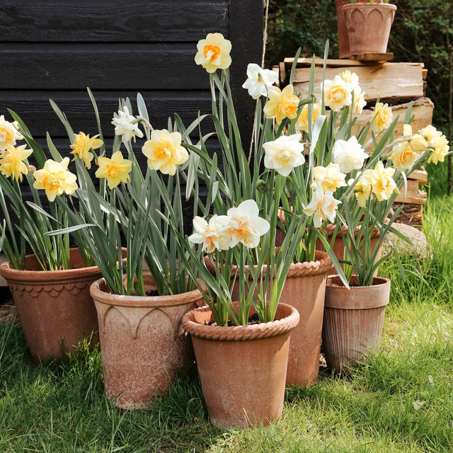 Blumentopf Emilia Grau - Bergs Potter