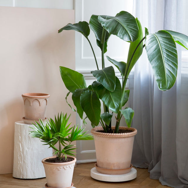 Blumentopf Emilia Rosa - Bergs Potter