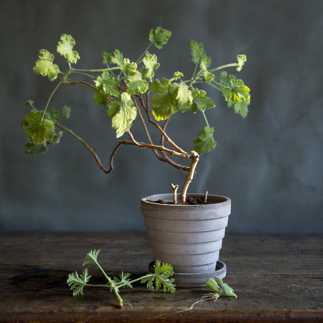 Blumentopf Planet 21 cm - Bergs Potter