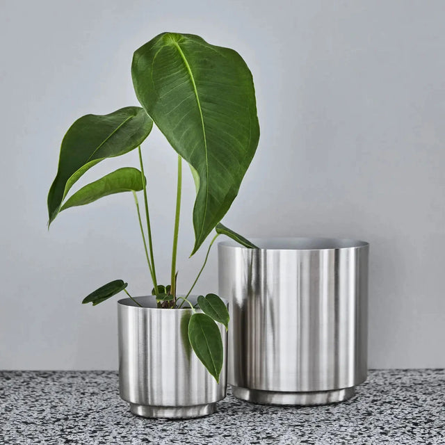 House Doctor Blumentopf Bailey 2er-Set auf Terrazzo, kleiner Topf mit Philodendron bepflanzt