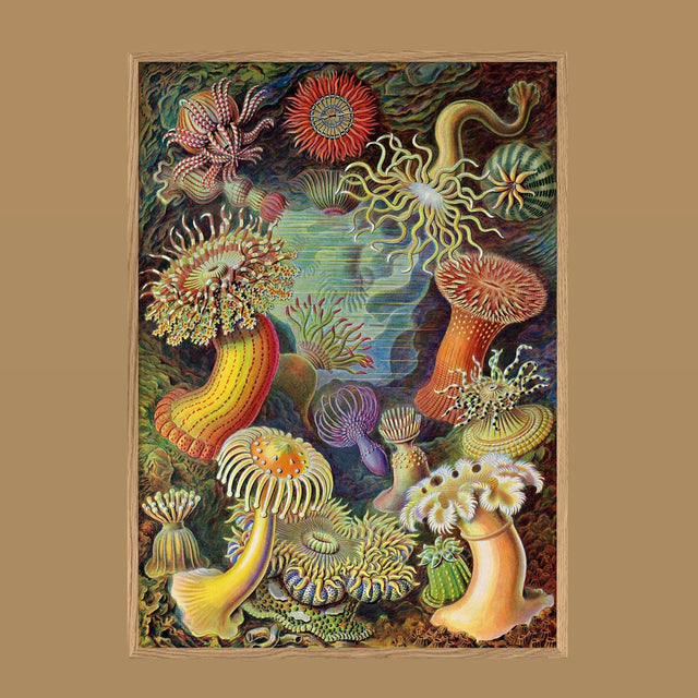 Kunstdruck 'Actiniae' Poster - The Dybdahl Co