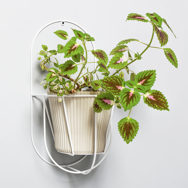 Plant holder Cibele Wall